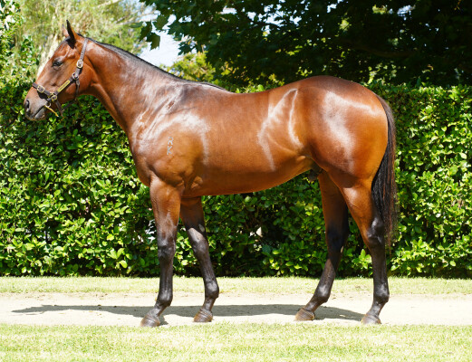 Lot 246: Cool Aza Beel (NZ) / Gesture