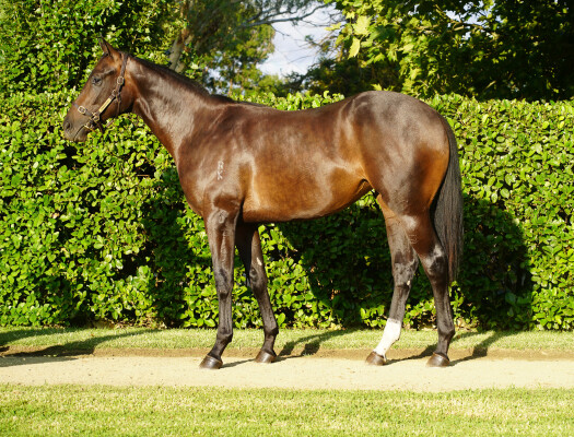 Lot 391: Xtravagant (NZ) / Looking for Love