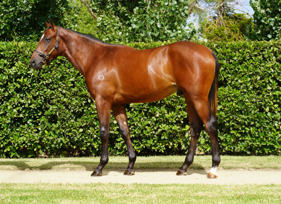 Lot 413: Fierce Impact (JPN) / Maxi Dress (IRE)