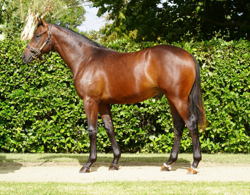 Lot 486: Harry Angel (IRE) / Nurture