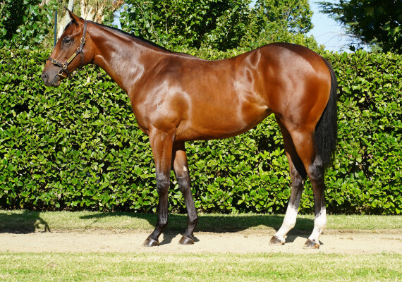 Lot 552: Xtravagant (NZ) / Puzzle
