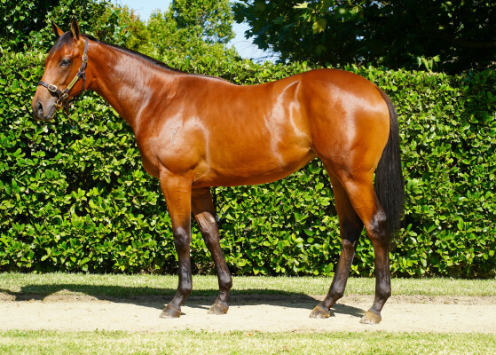 Lot 579: Cool Aza Beel (NZ) / Register