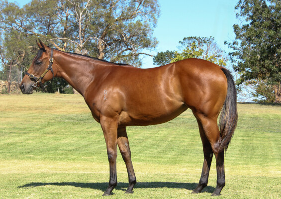 Lot 590: Xtravagant (NZ) / Rocquette