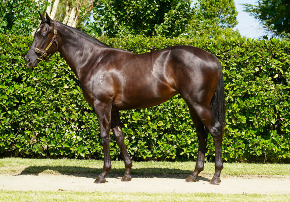 Lot 782: Xtravagant (NZ) / Windrunner
