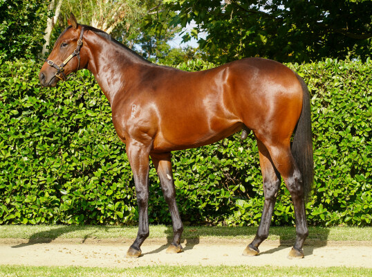 Lot 794: Rebel Dane / Yield