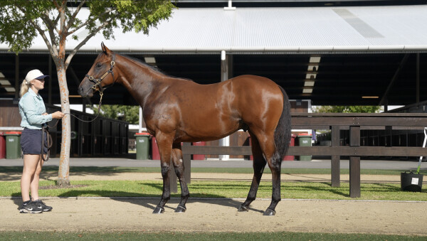 Lot 164: Nicconi / Dijonnaise