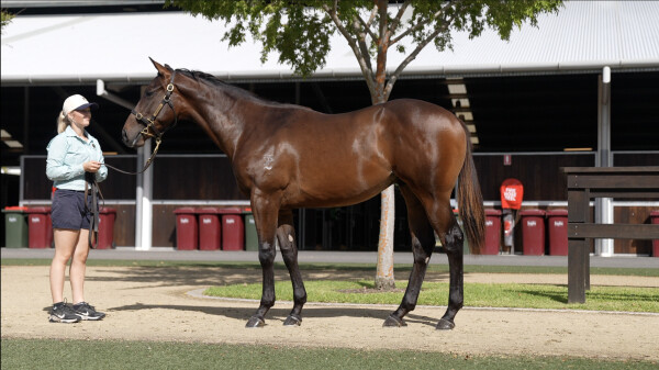 Lot 627: Pinatubo (IRE) / Shalfah