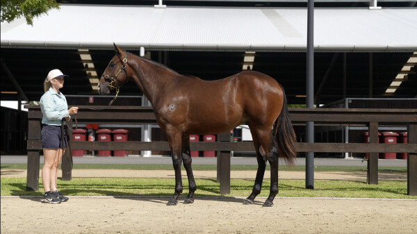 Lot 684: Wild Ruler / Star Via Strada (USA)