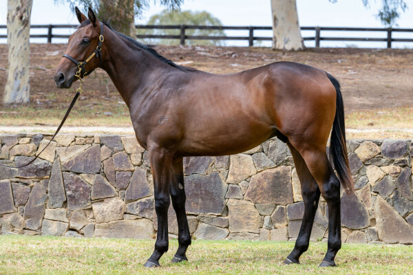 Lot 440: Smart Missile / Missvonn