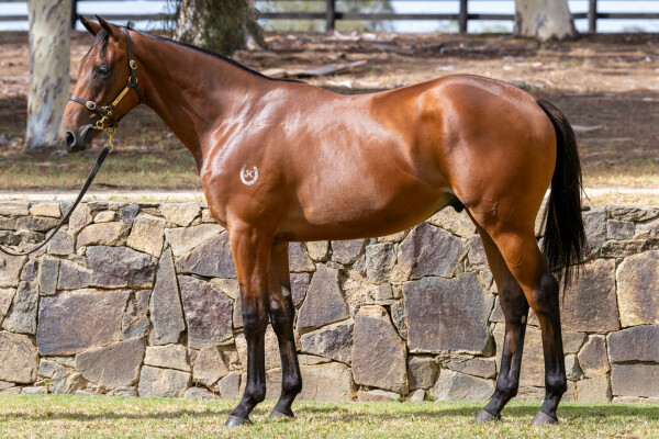 Lot 326: Acrobat / Instinctly