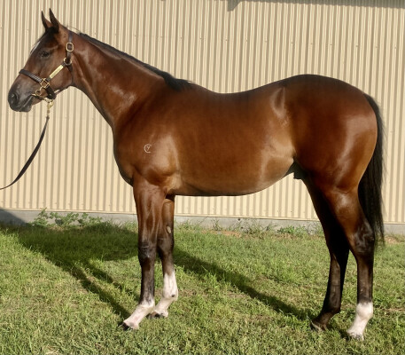 Lot 333: Toronado (IRE) / Iteration (FR)