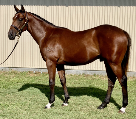 Lot 671: Jonker / Special Surprise