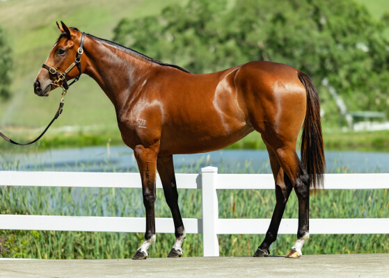 Lot 194: Dundeel (NZ) / Epitomise
