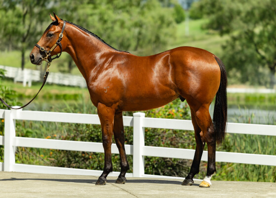 Lot 430: Hellbent / Miss Kingston