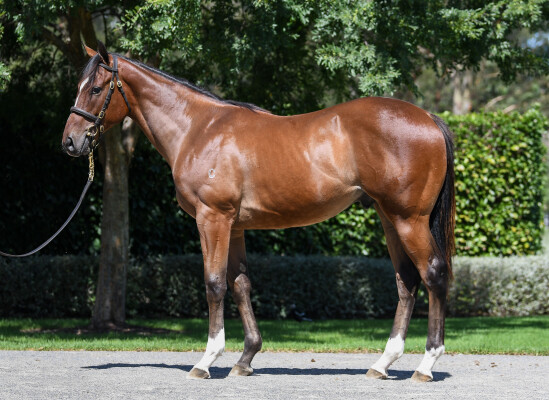 Lot 324: So You Think (NZ) / Infinitely Perfect