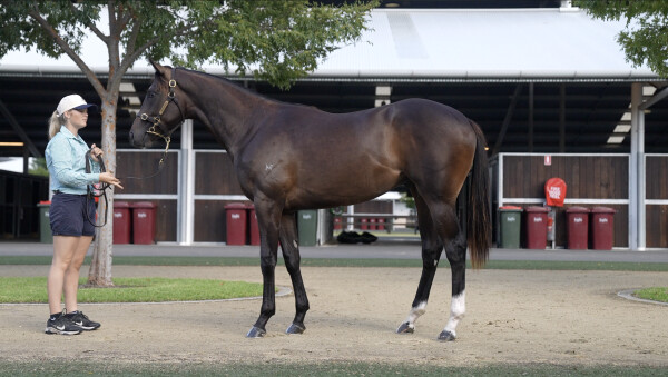 Lot 24: Russian Revolution / Andrioli