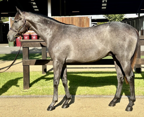 Lot 674: Harry Angel (IRE) / Spirit of Ecstasy (USA)