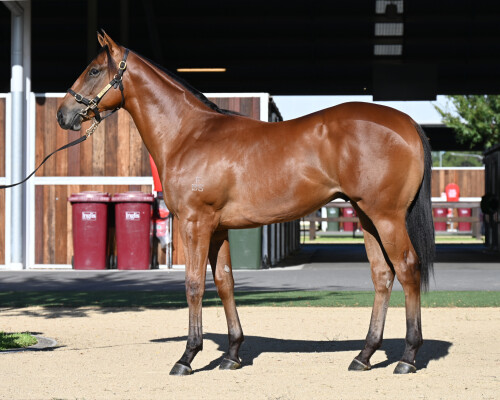 Lot 137: Pierata / Daisy Street