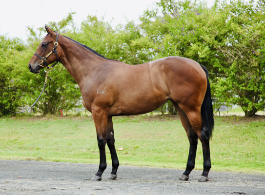 Lot 374: Brave Smash (JPN) / Lemon Sweet