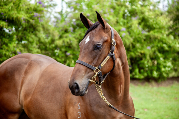 Lot 374: Brave Smash (JPN) / Lemon Sweet
