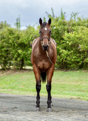 Lot 374: Brave Smash (JPN) / Lemon Sweet