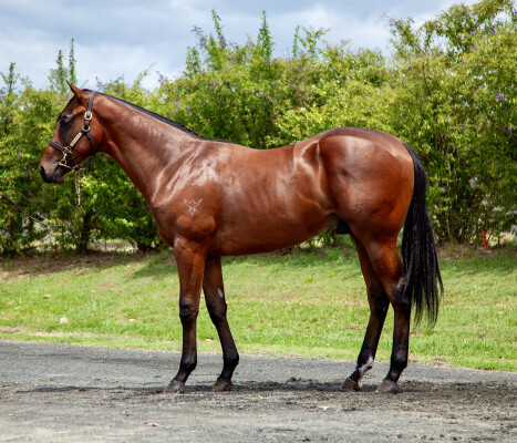 Lot 620: Aclaim (IRE) / Sense of Honour