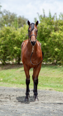Lot 620: Aclaim (IRE) / Sense of Honour