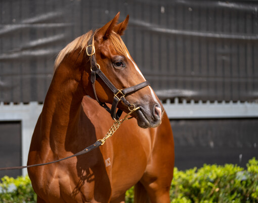 Lot 18: The Autumn Sun / Amberio (NZ)
