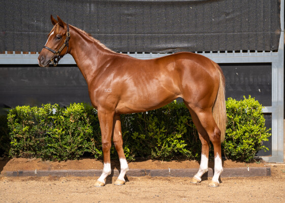 Lot 18: The Autumn Sun / Amberio (NZ)