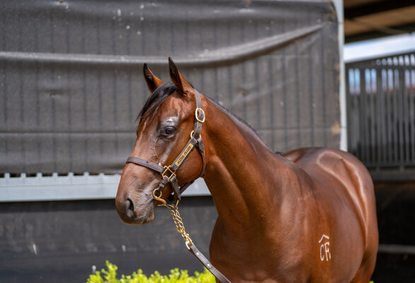 Lot 743: Farnan / Tuscan Piazza