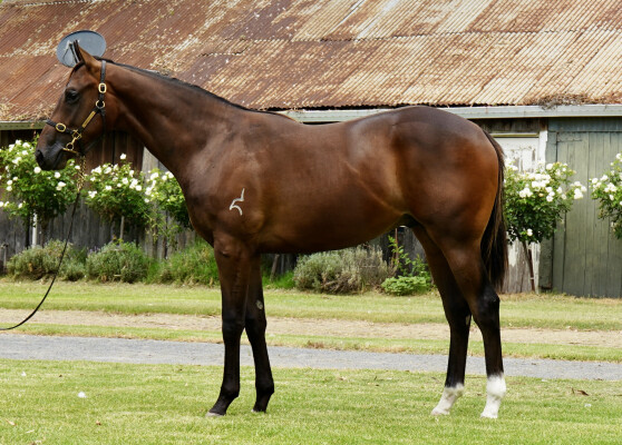 Lot 120: Harry Angel (IRE) / Classic Music (IRE)