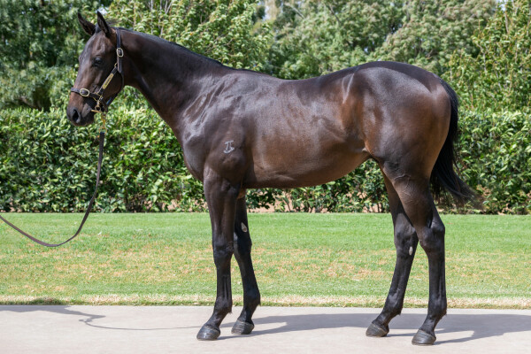 Lot 341: Pierata / Jessica Ann