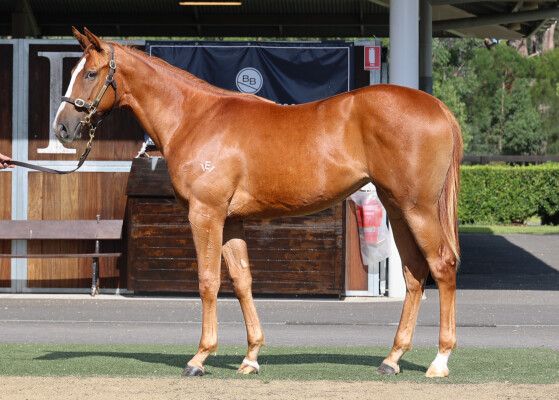 Lot 71: Tagaloa / Bobine (USA)