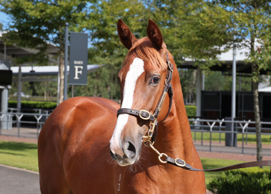 Lot 71: Tagaloa / Bobine (USA)