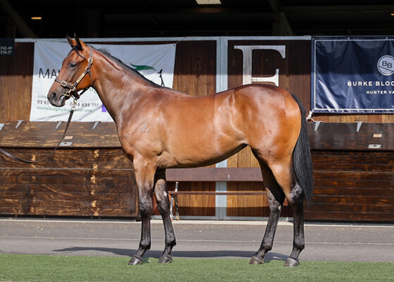 Lot 133: Prague / Cumbia