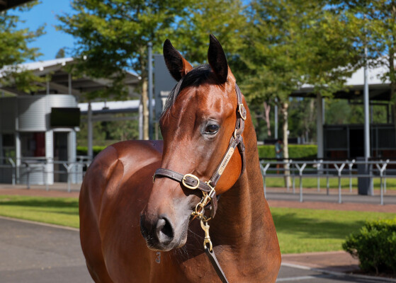 Lot 133: Prague / Cumbia