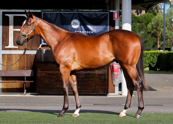 Lot 720: Brutal (NZ) / The Veal Thing