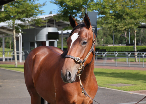 Lot 720: Brutal (NZ) / The Veal Thing