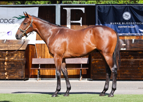 Lot 732: Tassort / Tomelia