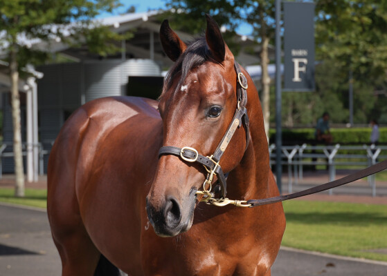 Lot 732: Tassort / Tomelia