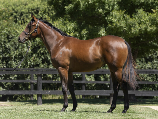 Lot 11: Brutal (NZ) / Alexana (GB)