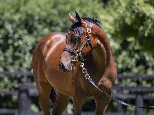 Lot 11: Brutal (NZ) / Alexana (GB)