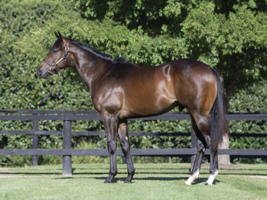 Lot 103: North Pacific / Cavalry Rose