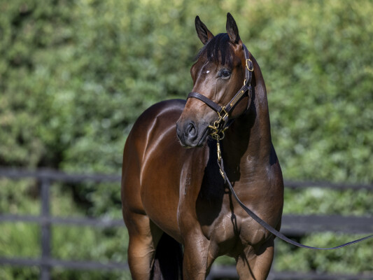 Lot 103: North Pacific / Cavalry Rose