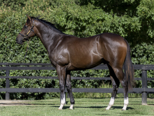 Lot 175: Too Darn Hot (GB) / Dragon's Kiss (NZ)