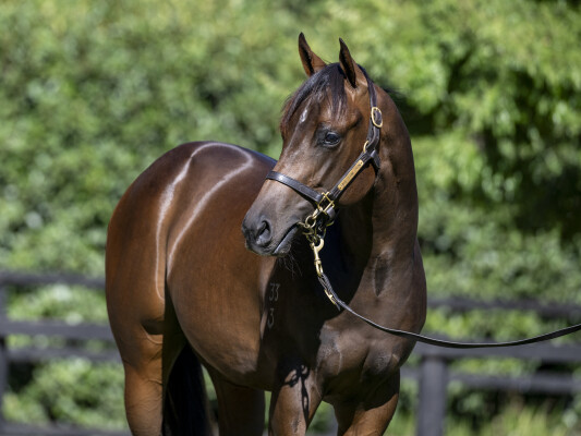 Lot 175: Too Darn Hot (GB) / Dragon's Kiss (NZ)