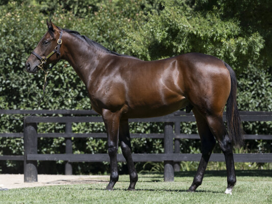 Lot 263: Stay Inside / Great News