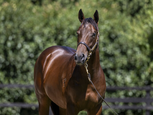 Lot 263: Stay Inside / Great News