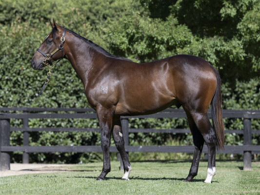 Lot 311: Wild Ruler / Iconic Star