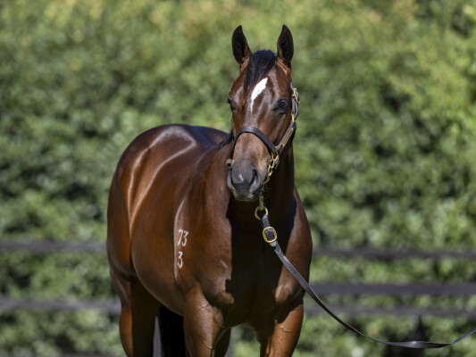 Lot 311: Wild Ruler / Iconic Star